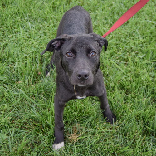 Evee, an adoptable Black Labrador Retriever / Border Collie / Mixed at Animal House Shelter — photo 4