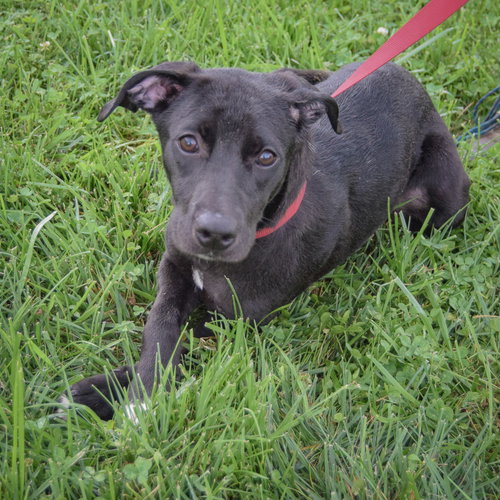 Evee, an adoptable Black Labrador Retriever / Border Collie / Mixed at Animal House Shelter — photo 5