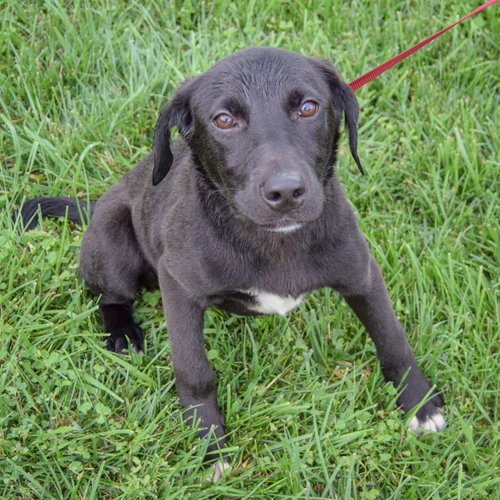 Evee, an adoptable Black Labrador Retriever / Border Collie / Mixed at Animal House Shelter — photo 6
