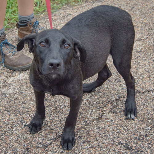 Lil Bit, an adoptable Black Labrador Retriever / Border Collie / Mixed at Animal House Shelter — photo 3