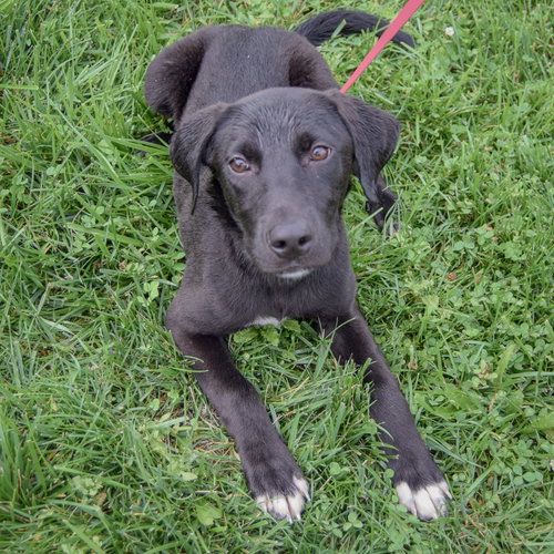 Maxi, an adoptable Black Labrador Retriever / Border Collie / Mixed at Animal House Shelter — photo 4