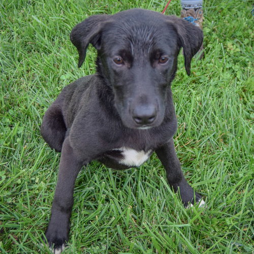 Maxi, an adoptable Black Labrador Retriever / Border Collie / Mixed at Animal House Shelter — photo 5