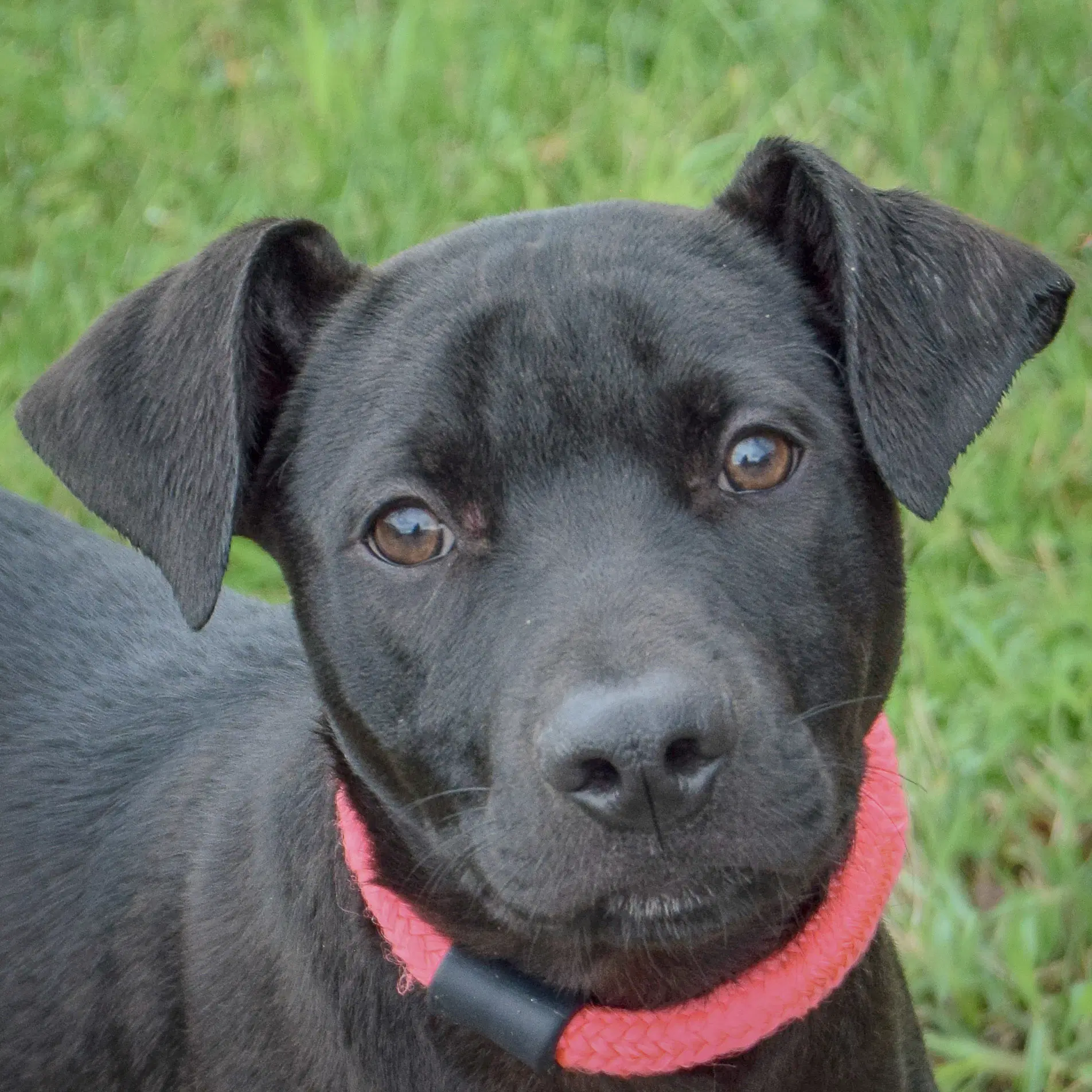Cecil - Black Labrador Retriever