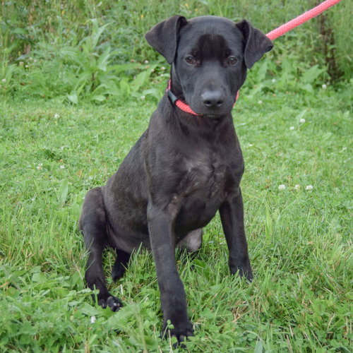 Cecil, an adoptable Black Labrador Retriever / Boxer / Mixed at Animal House Shelter — photo 3