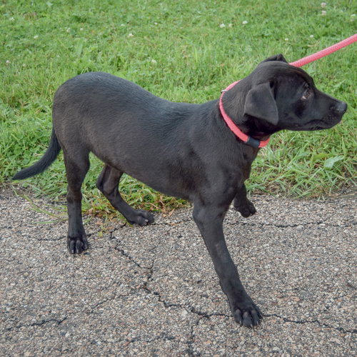 Cecil, an adoptable Black Labrador Retriever / Boxer / Mixed at Animal House Shelter — photo 4
