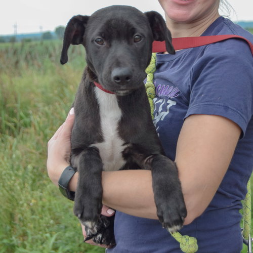 Chester, an adoptable Black Labrador Retriever / Boxer / Mixed at Animal House Shelter — photo 3