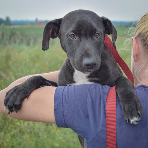 Chester, an adoptable Black Labrador Retriever / Boxer / Mixed at Animal House Shelter — photo 5