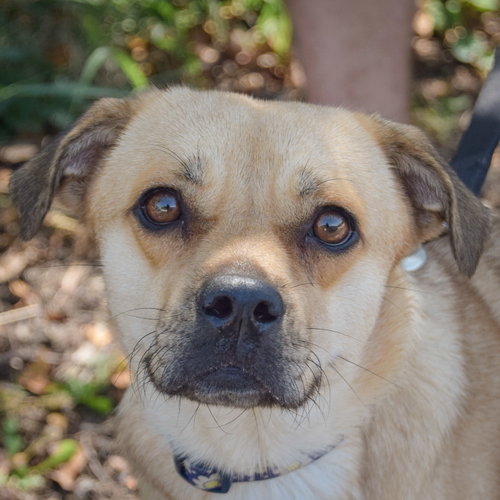 Amy, Beagle / Pug / Mixed