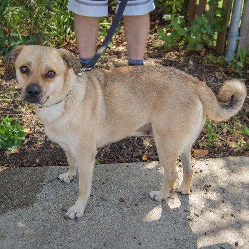 Amy, an adoptable Beagle / Pug / Mixed at Animal House Shelter — photo 2