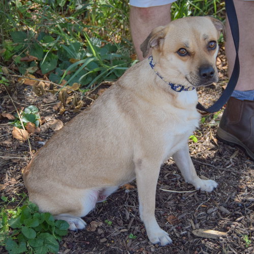Amy, an adoptable Beagle / Pug / Mixed at Animal House Shelter — photo 4