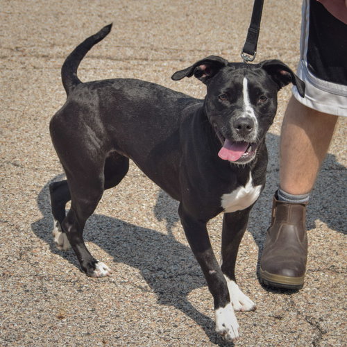 Baby, an adoptable American Staffordshire Terrier / American Bulldog / Mixed at Animal House Shelter — photo 2