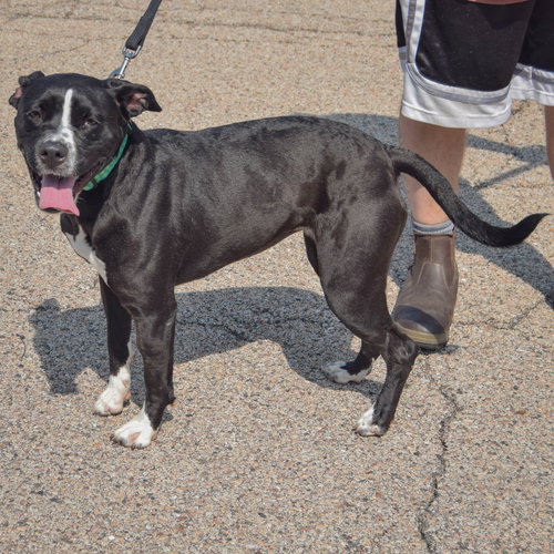 Baby, an adoptable American Staffordshire Terrier / American Bulldog / Mixed at Animal House Shelter — photo 3