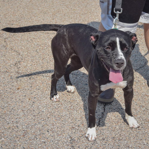 Baby, an adoptable American Staffordshire Terrier / American Bulldog / Mixed at Animal House Shelter — photo 4
