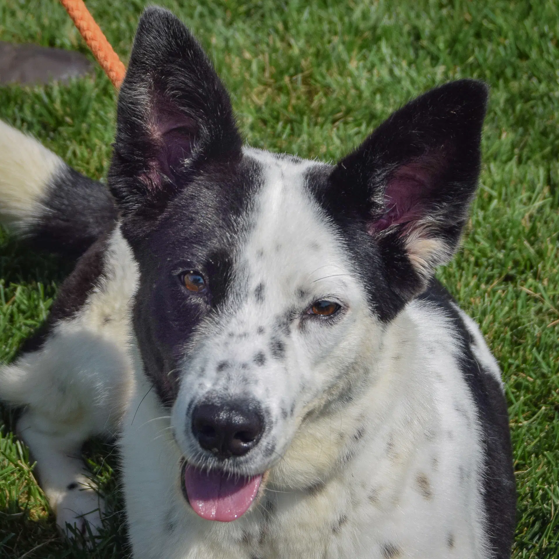 Babe - Border Collie