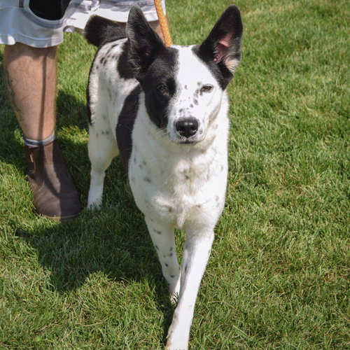 Babe, an adoptable Border Collie / Australian Cattle Dog/Blue Heeler / Mixed at Animal House Shelter — photo 2
