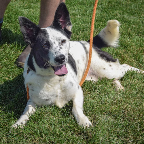 Babe, an adoptable Border Collie / Australian Cattle Dog/Blue Heeler / Mixed at Animal House Shelter — photo 4