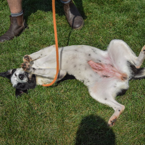 Babe, an adoptable Border Collie / Australian Cattle Dog/Blue Heeler / Mixed at Animal House Shelter — photo 5