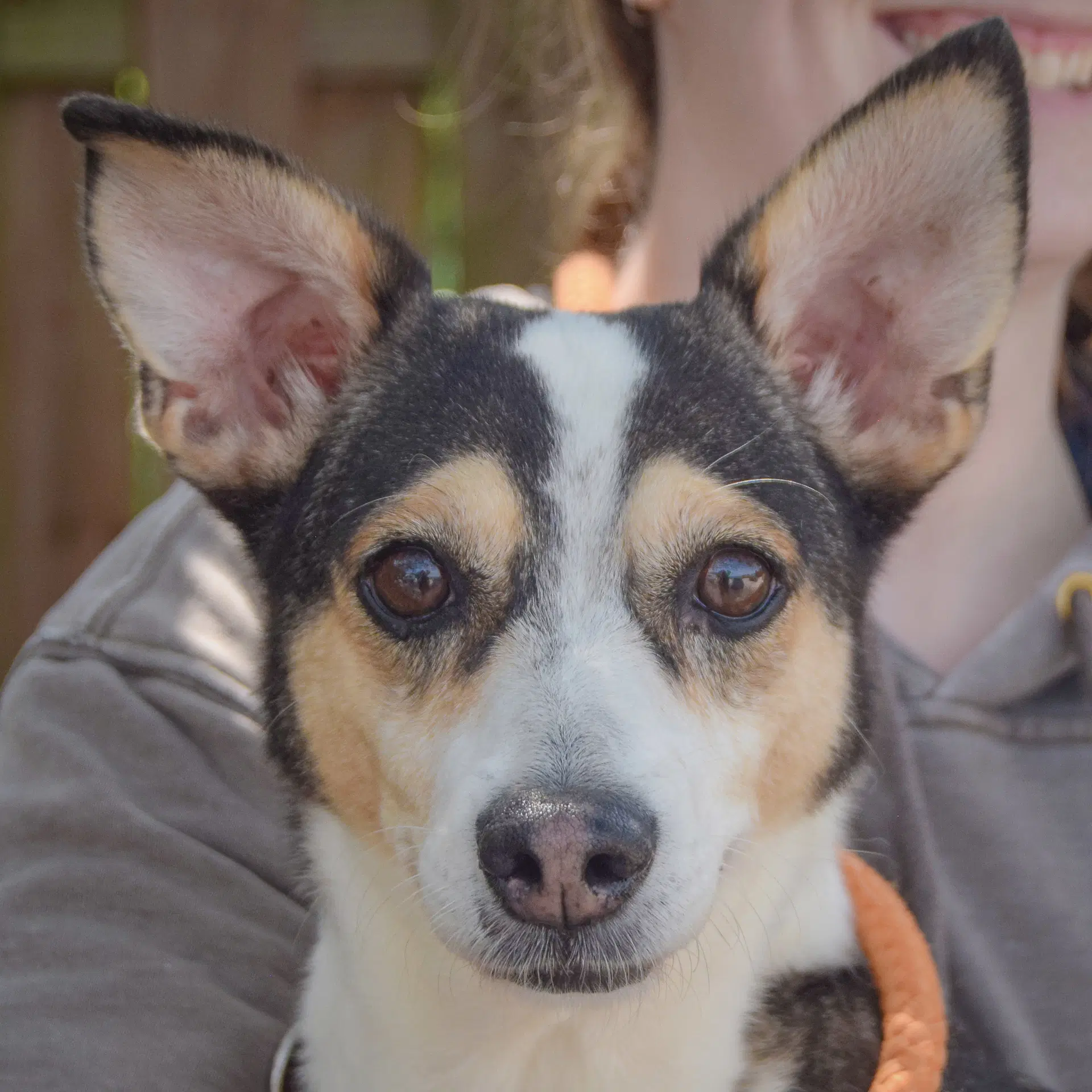 Barky image 1