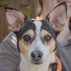 Barky — Huntley, IL Adoption