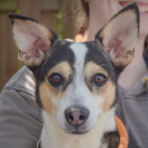 Barky, Jack Russell Terrier / Chihuahua / Mixed