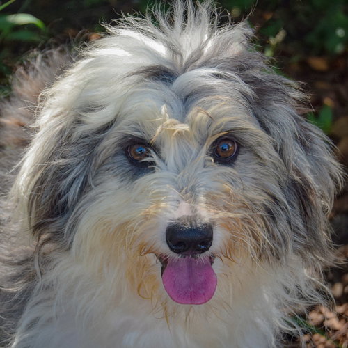 Jayda, Poodle (unknown type) / Australian Shepherd / Mixed