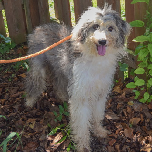 Jayda, an adoptable Poodle (unknown type) / Australian Shepherd / Mixed at Animal House Shelter — photo 2
