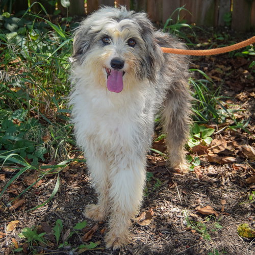 Jayda, an adoptable Poodle (unknown type) / Australian Shepherd / Mixed at Animal House Shelter — photo 3