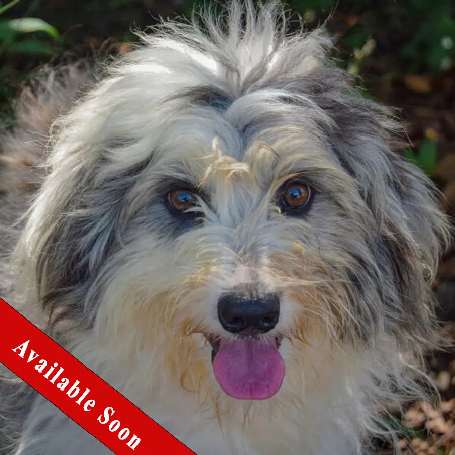 Jayda - Poodle (unknown type)