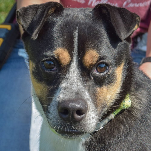 Nyla, Australian Cattle Dog/Blue Heeler / Pug / Mixed