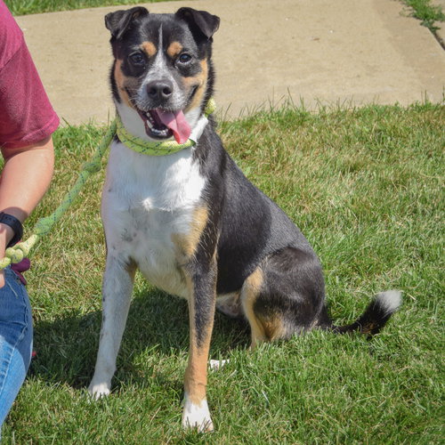 Nyla, an adoptable Australian Cattle Dog/Blue Heeler / Pug / Mixed at Animal House Shelter — photo 2