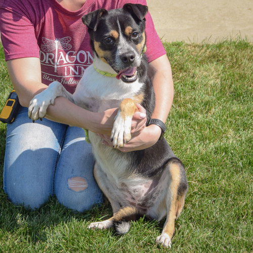 Nyla, an adoptable Australian Cattle Dog/Blue Heeler / Pug / Mixed at Animal House Shelter — photo 4