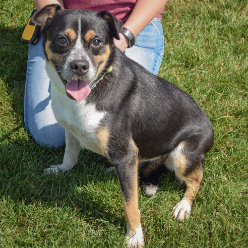 Nyla, an adoptable Australian Cattle Dog/Blue Heeler / Pug / Mixed at Animal House Shelter — photo 5