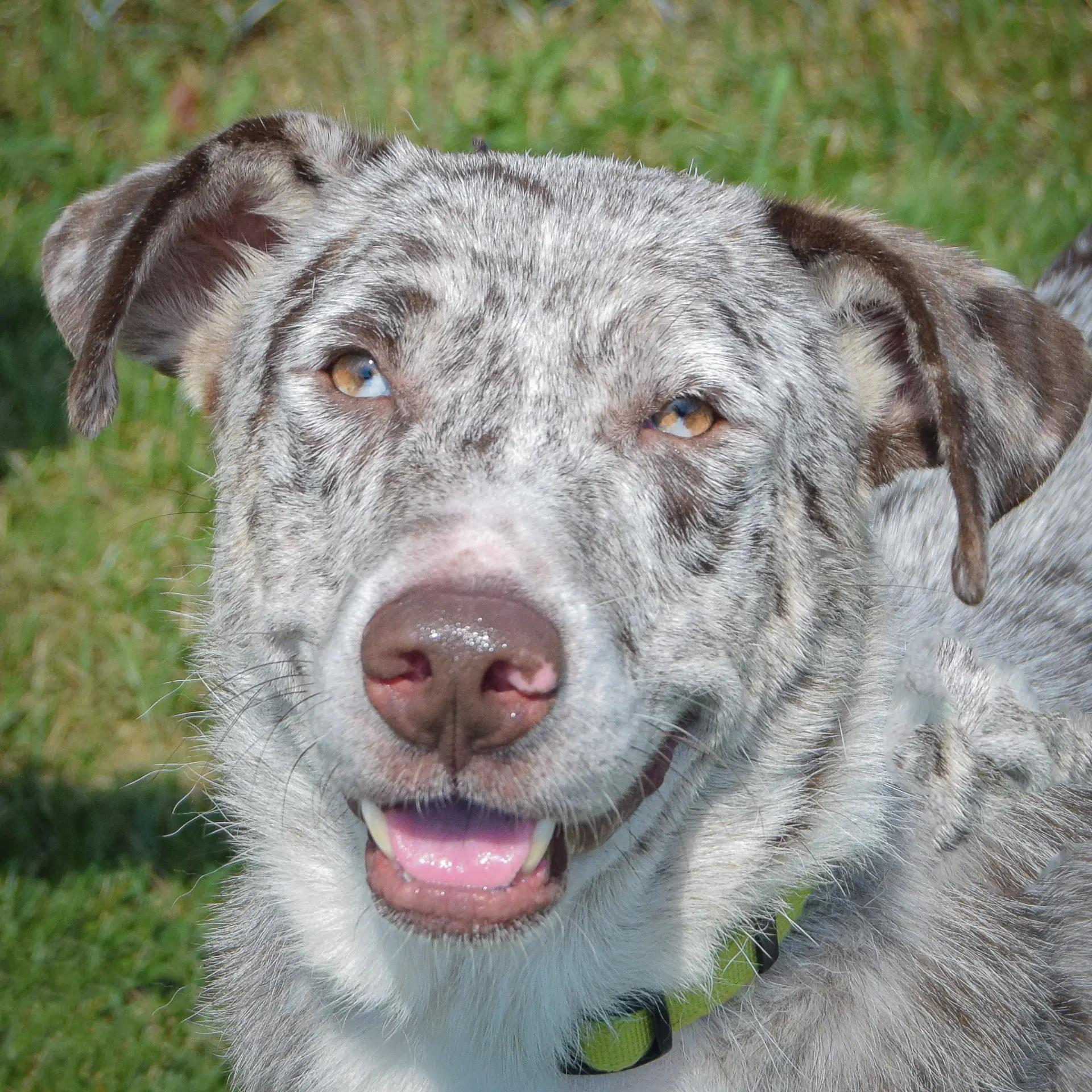 Smokey - Catahoula Leopard Dog