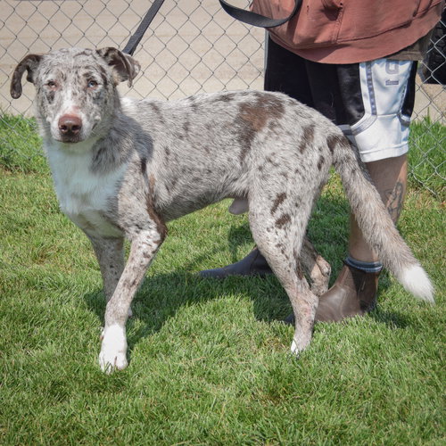Smokey, an adoptable Catahoula Leopard Dog / Australian Shepherd / Mixed at Animal House Shelter — photo 2