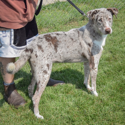 Smokey, an adoptable Catahoula Leopard Dog / Australian Shepherd / Mixed at Animal House Shelter — photo 4