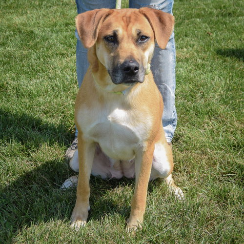 Violet, an adoptable German Shepherd Dog / Yellow Labrador Retriever / Mixed at Animal House Shelter — photo 3