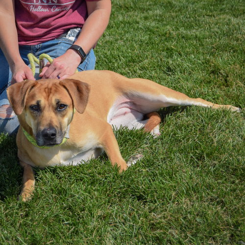 Violet, an adoptable German Shepherd Dog / Yellow Labrador Retriever / Mixed at Animal House Shelter — photo 4