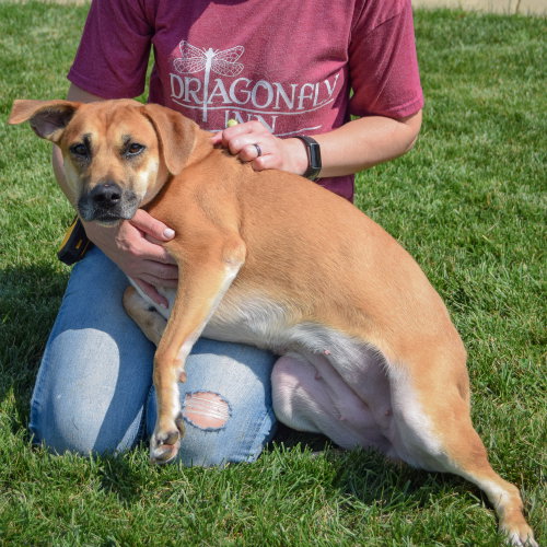 Violet, an adoptable German Shepherd Dog / Yellow Labrador Retriever / Mixed at Animal House Shelter — photo 5