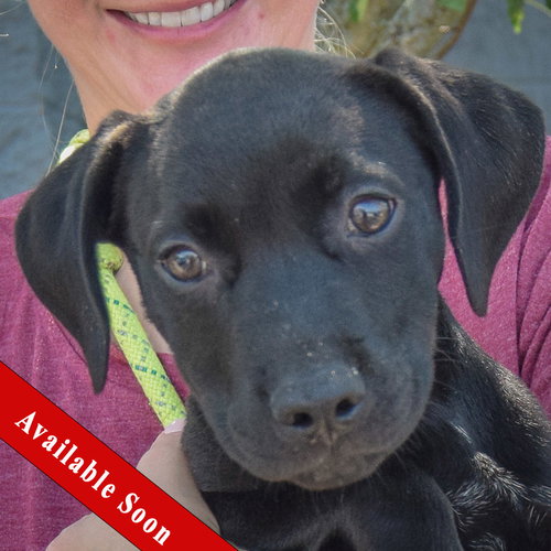 Andrew, Black Labrador Retriever / American Staffordshire Terrier / Mixed