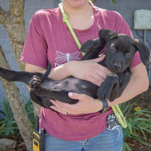 Andrew, an adoptable Black Labrador Retriever / American Staffordshire Terrier / Mixed at Animal House Shelter — photo 4