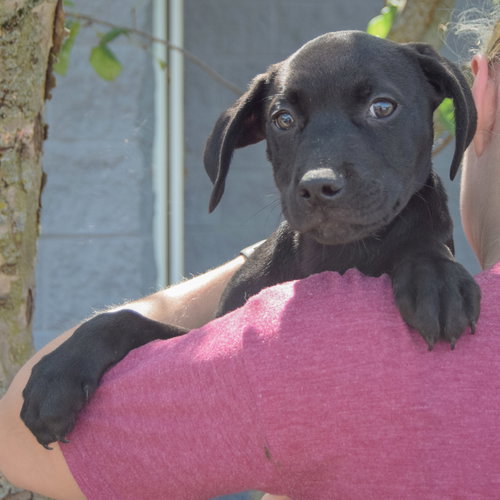 Andrew, an adoptable Black Labrador Retriever / American Staffordshire Terrier / Mixed at Animal House Shelter — photo 5