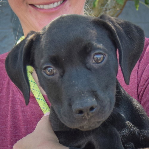 Andrew, an adoptable Black Labrador Retriever / American Staffordshire Terrier / Mixed at Animal House Shelter — photo 6