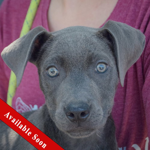 Audrey, Weimaraner / American Staffordshire Terrier / Mixed