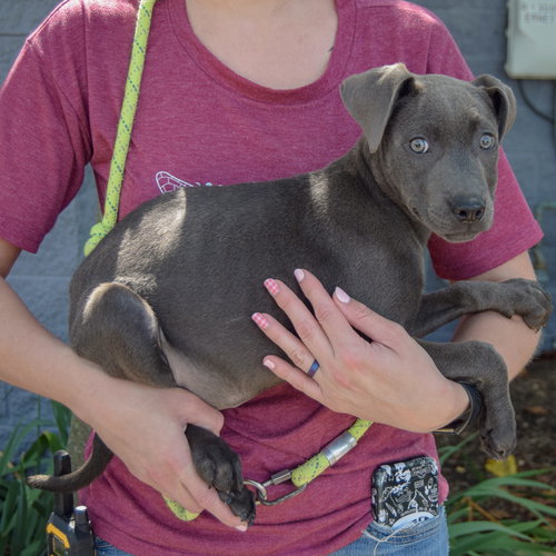 Audrey, an adoptable Weimaraner / American Staffordshire Terrier / Mixed at Animal House Shelter — photo 2
