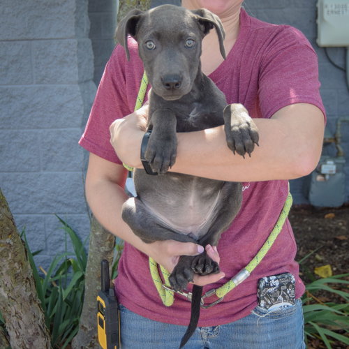 Audrey, an adoptable Weimaraner / American Staffordshire Terrier / Mixed at Animal House Shelter — photo 3