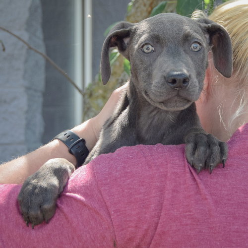 Audrey, an adoptable Weimaraner / American Staffordshire Terrier / Mixed at Animal House Shelter — photo 5
