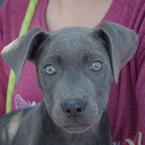 Audrey, an adoptable Weimaraner / American Staffordshire Terrier / Mixed at Animal House Shelter — photo 6