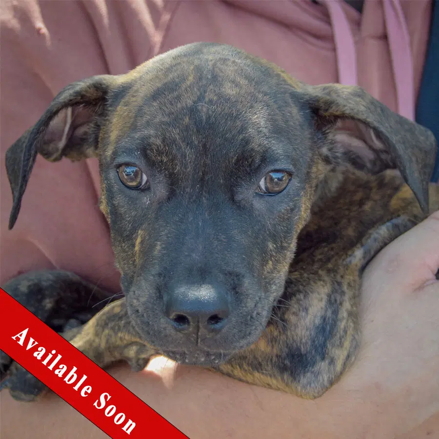 Benton - Boxer