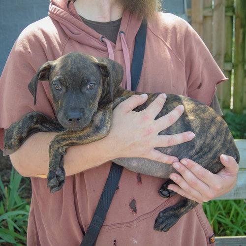Benton, an adoptable Boxer / American Staffordshire Terrier / Mixed at Animal House Shelter — photo 2