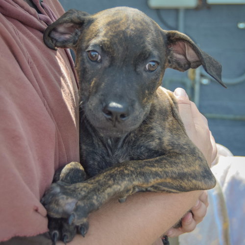 Benton, an adoptable Boxer / American Staffordshire Terrier / Mixed at Animal House Shelter — photo 3